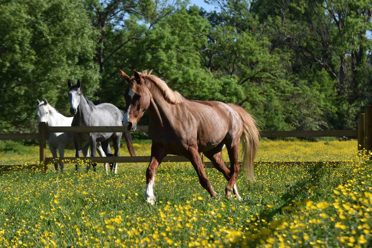 Mare French Saddle Pony For sale 2015 Chesnut