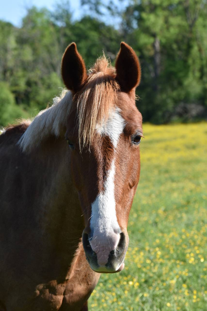 Mare French Saddle Pony For sale 2015 Chesnut
