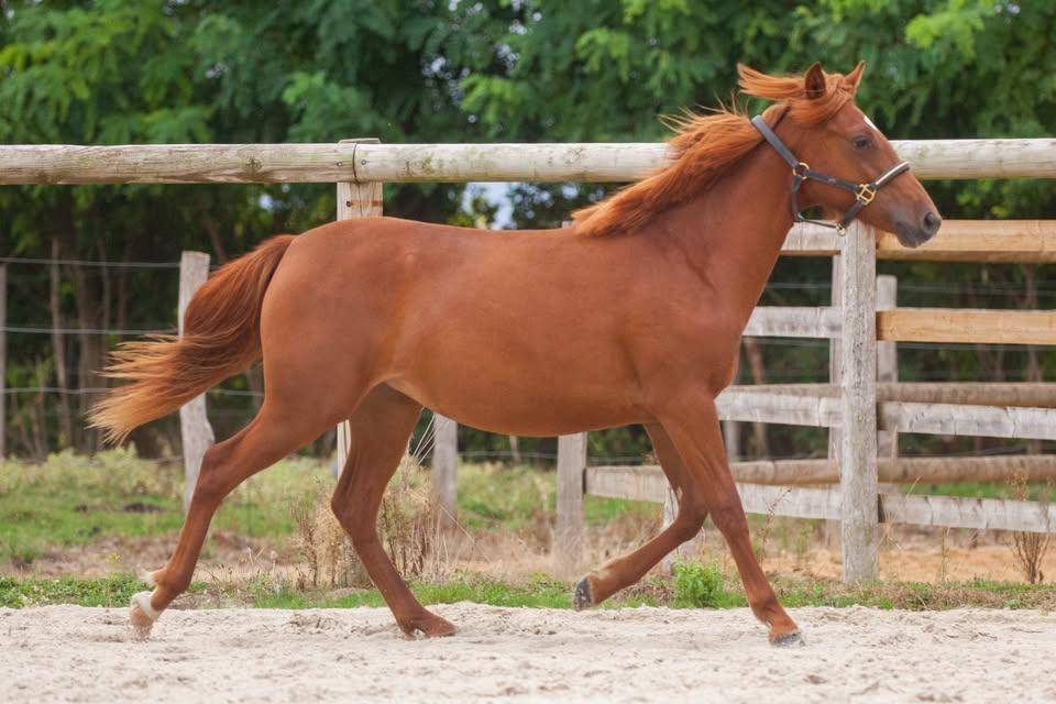 Mare New Forest For sale 2025 Chesnut