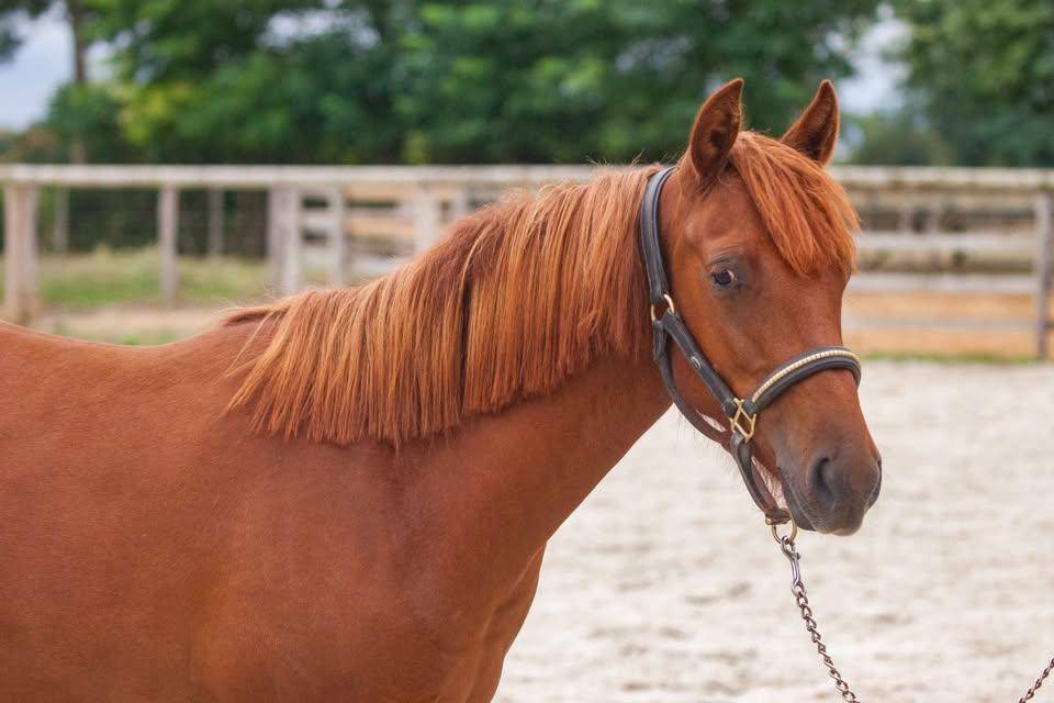 Mare New Forest For sale 2025 Chesnut