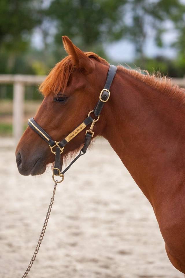 Mare New Forest For sale 2025 Chesnut