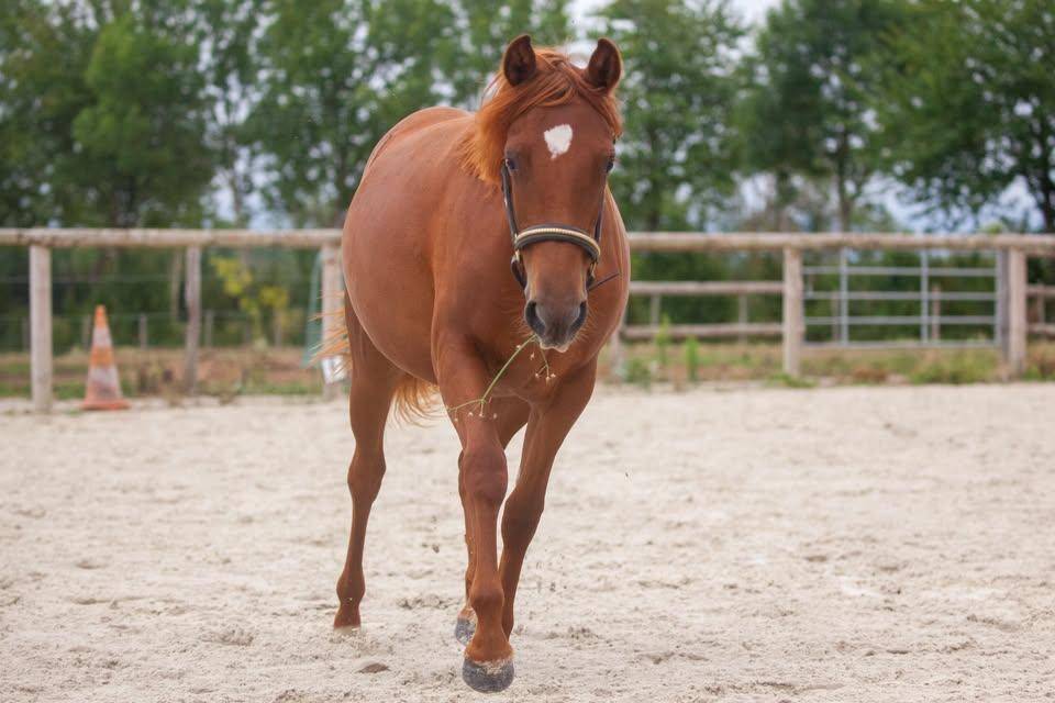 Mare New Forest For sale 2025 Chesnut