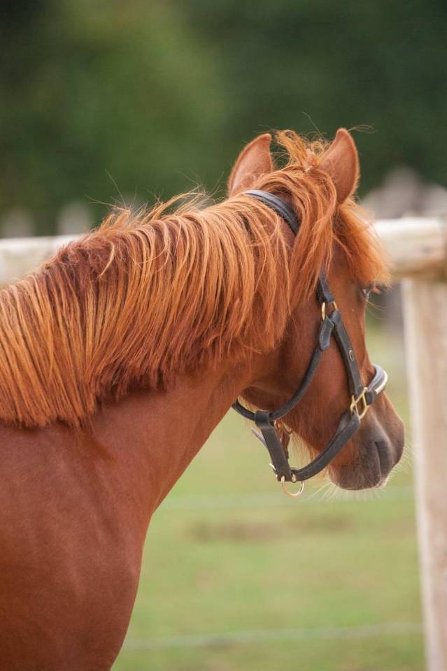 Mare New Forest For sale 2025 Chesnut