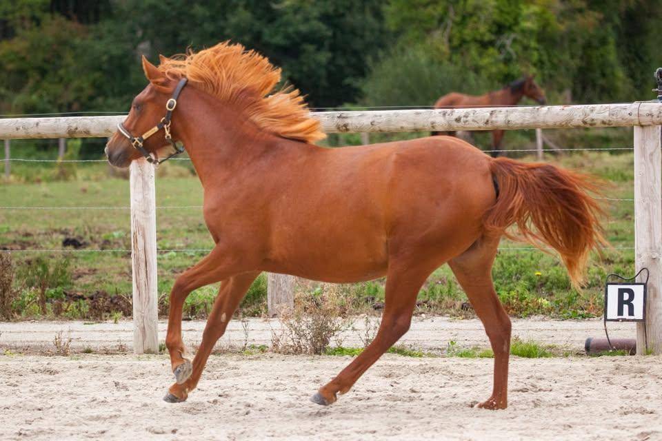 Mare New Forest For sale 2025 Chesnut