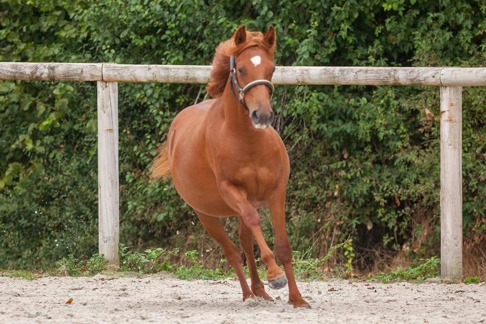 Mare New Forest For sale 2025 Chesnut