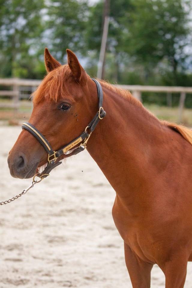 Mare New Forest For sale 2025 Chesnut