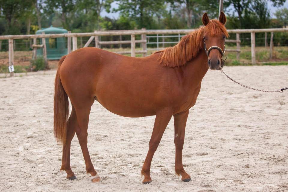 Mare New Forest For sale 2025 Chesnut