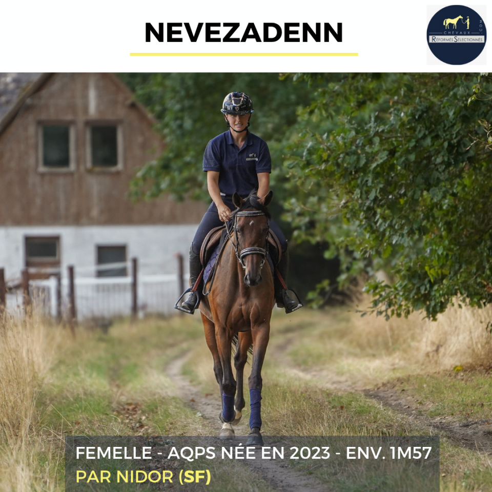 Mare AQPS For sale 2023 Bay