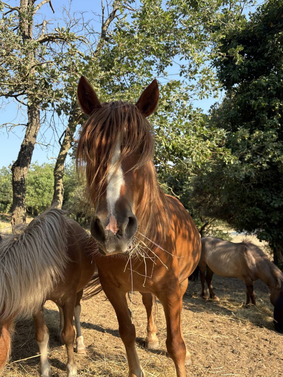 Mare Other Pony Breed For sale 2015 Chesnut