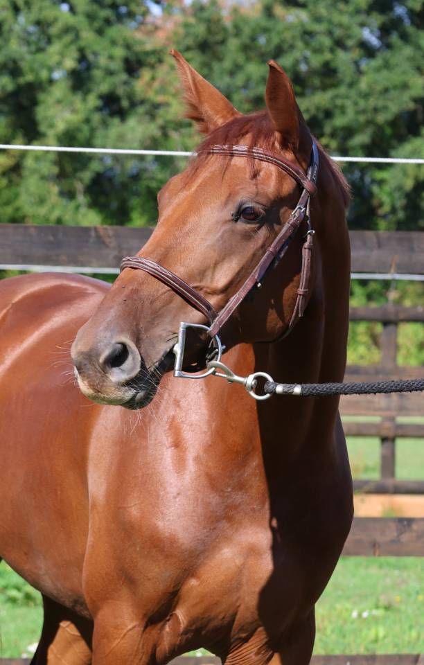 Mare Selle Fran&ccedil;ais For sale 2019 Chesnut
