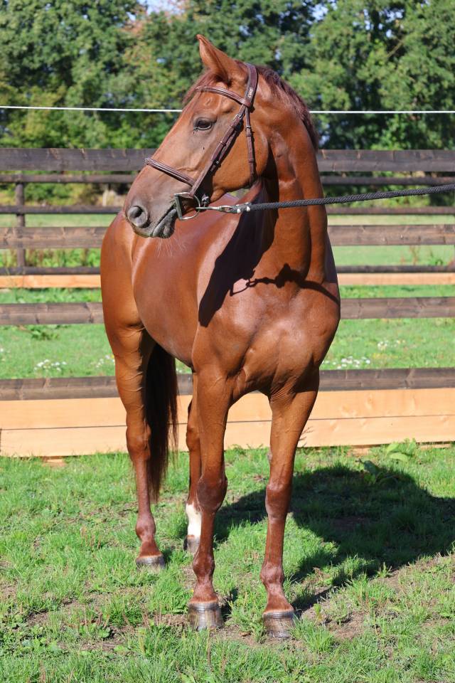 Mare Selle Fran&ccedil;ais For sale 2019 Chesnut