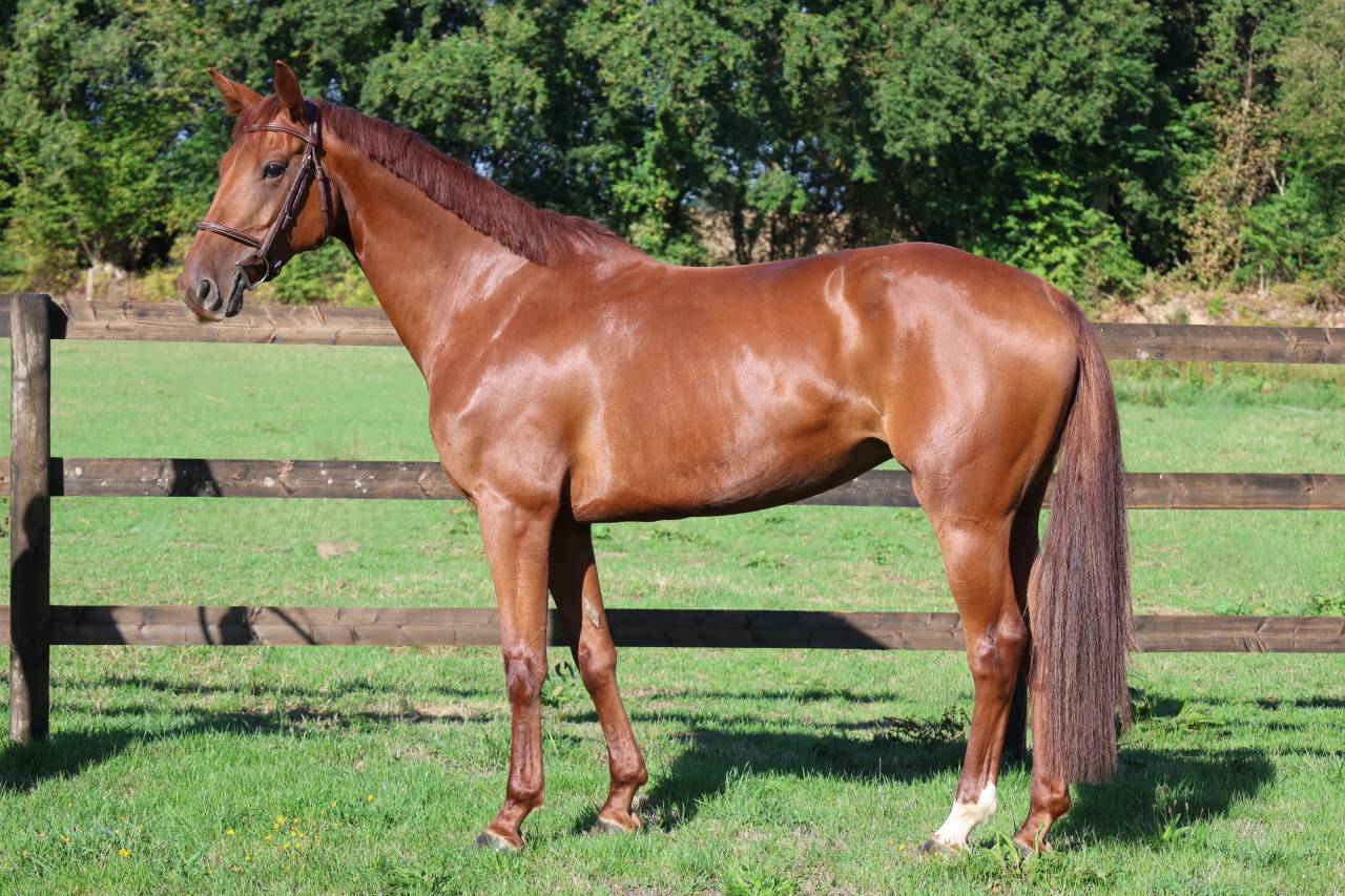 Mare Selle Fran&ccedil;ais For sale 2019 Chesnut