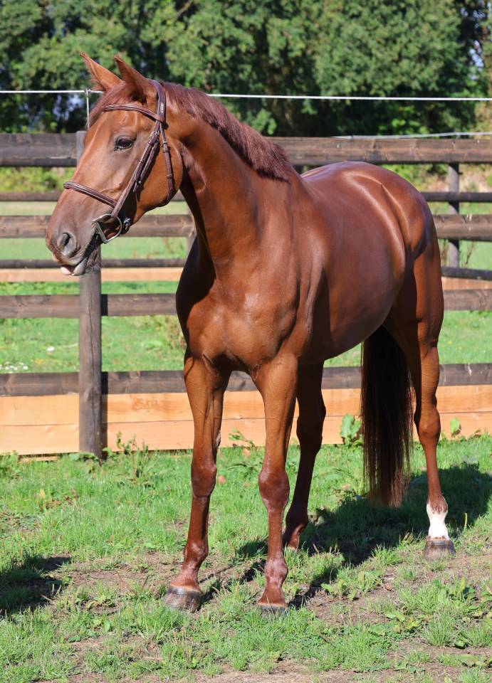 Mare Selle Fran&ccedil;ais For sale 2019 Chesnut