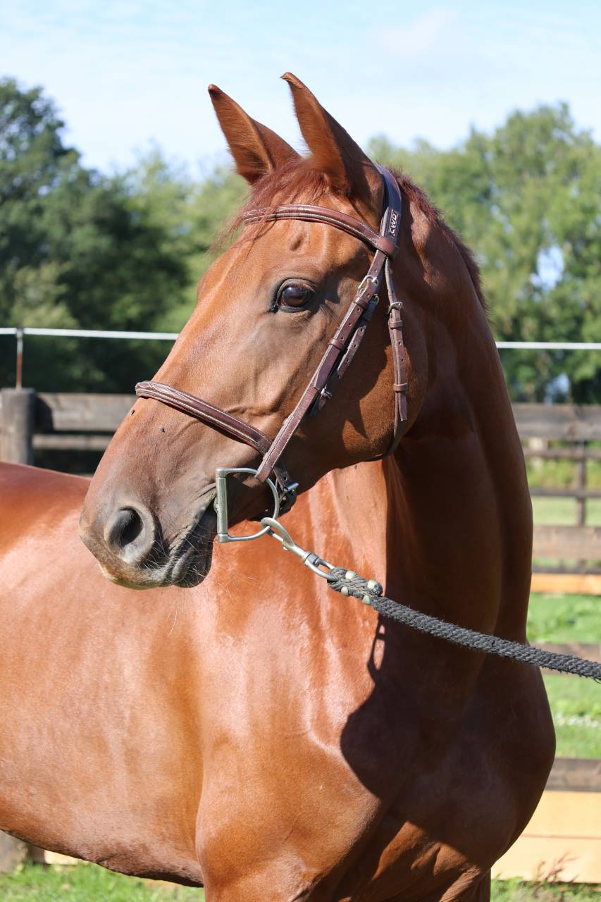 Mare Selle Fran&ccedil;ais For sale 2019 Chesnut