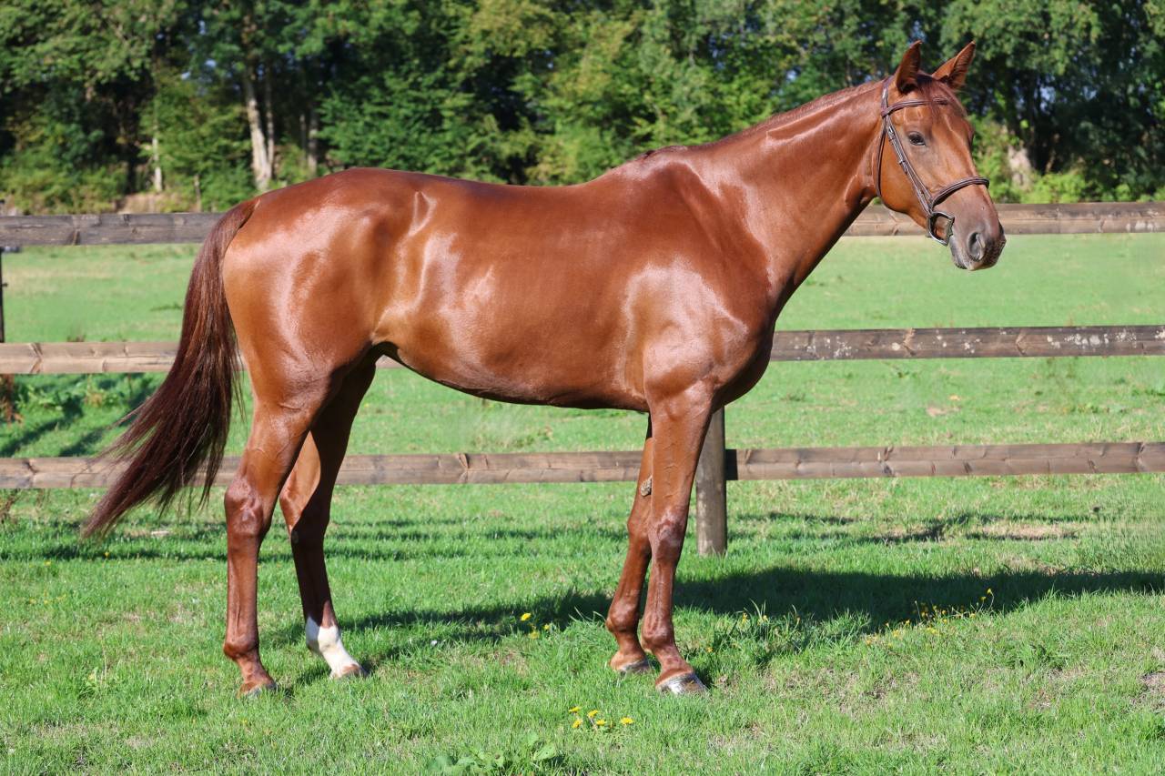 Mare Selle Fran&ccedil;ais For sale 2019 Chesnut