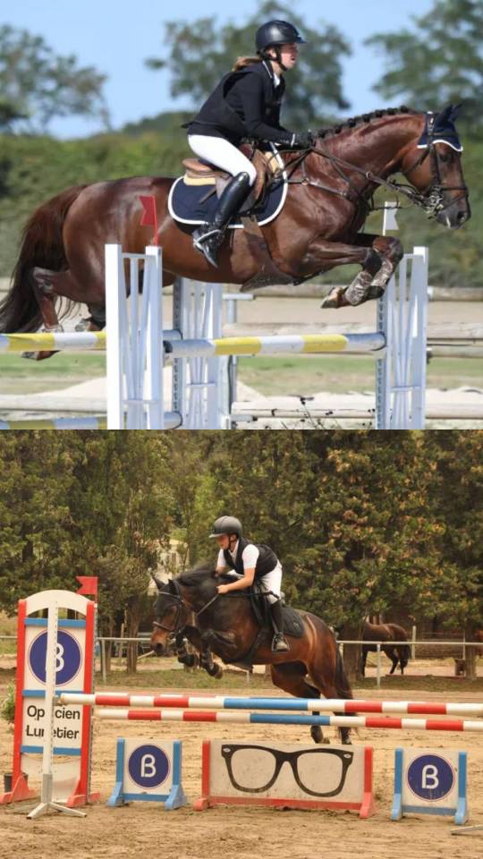 Entire French Saddle Pony For sale 2026 Dark Bay