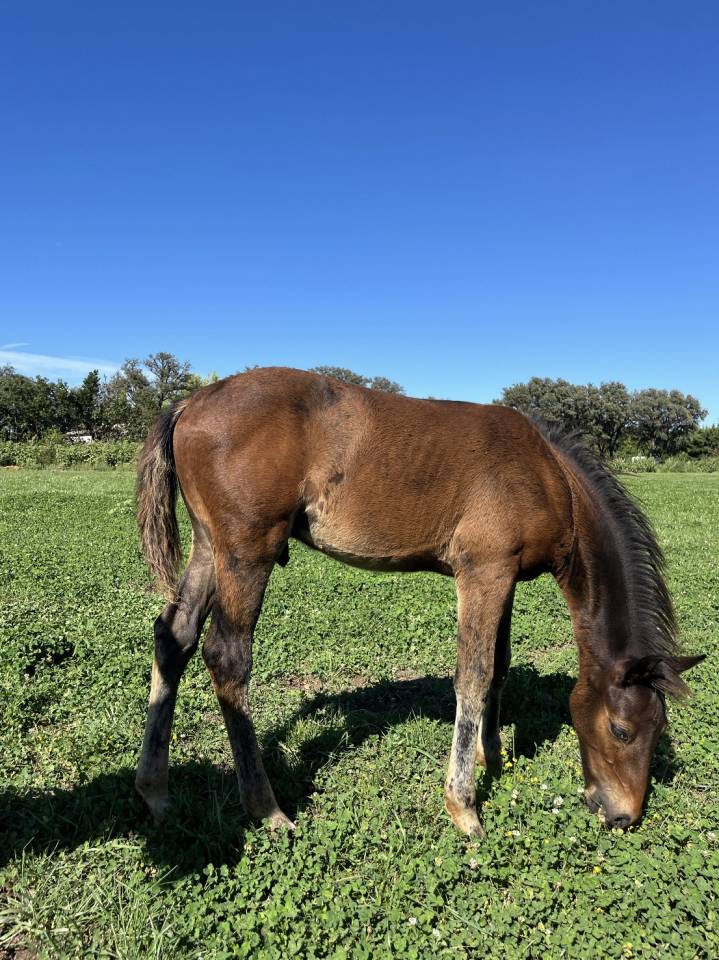 Entire French Saddle Pony For sale 2026 Dark Bay