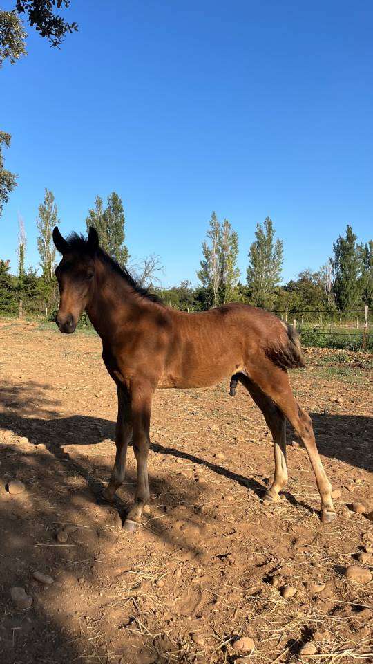 Entire French Saddle Pony For sale 2026 Dark Bay