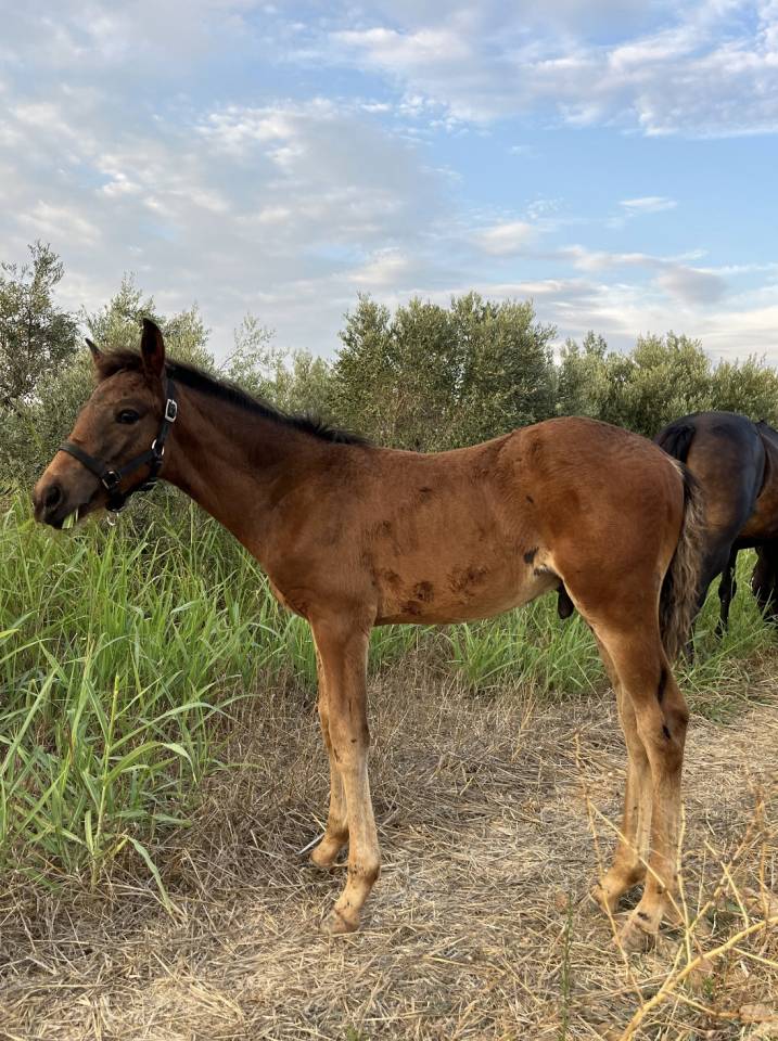 Entire French Saddle Pony For sale 2026 Dark Bay