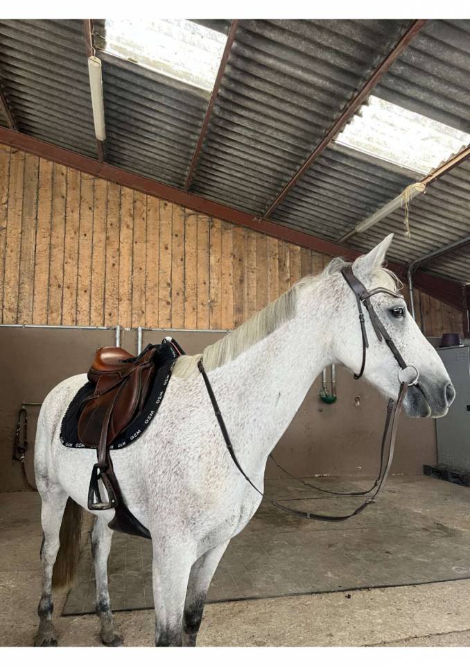 Mare Connemara Part-Livery 2013 Grey