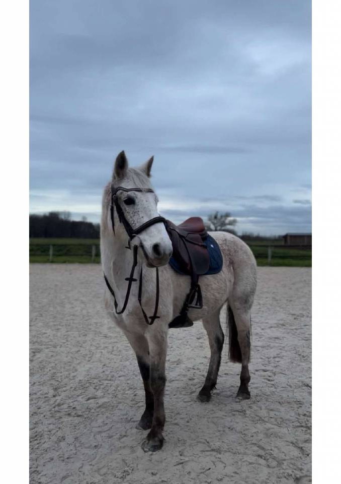 Mare Connemara Part-Livery 2013 Grey