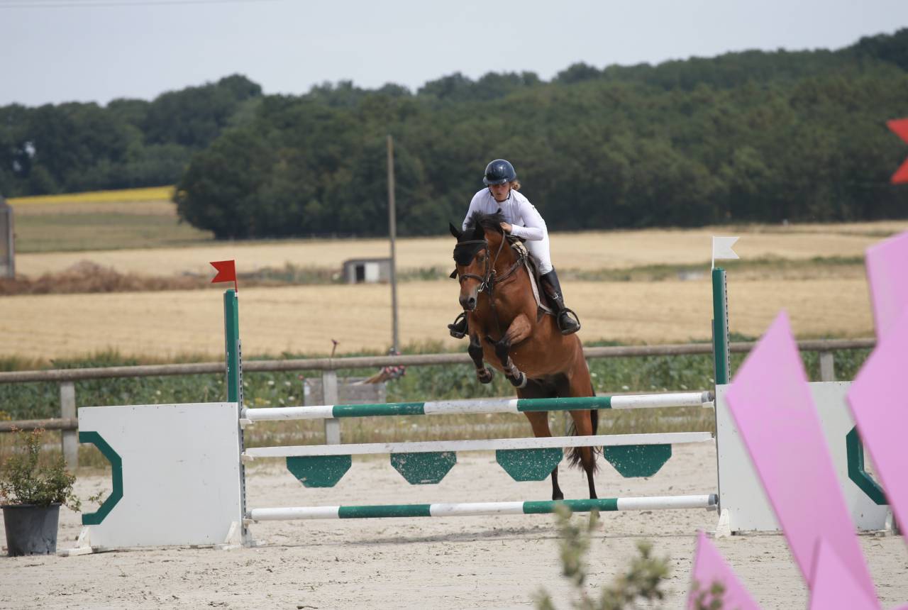 Gelding French Saddle Pony For sale 2019 Bay