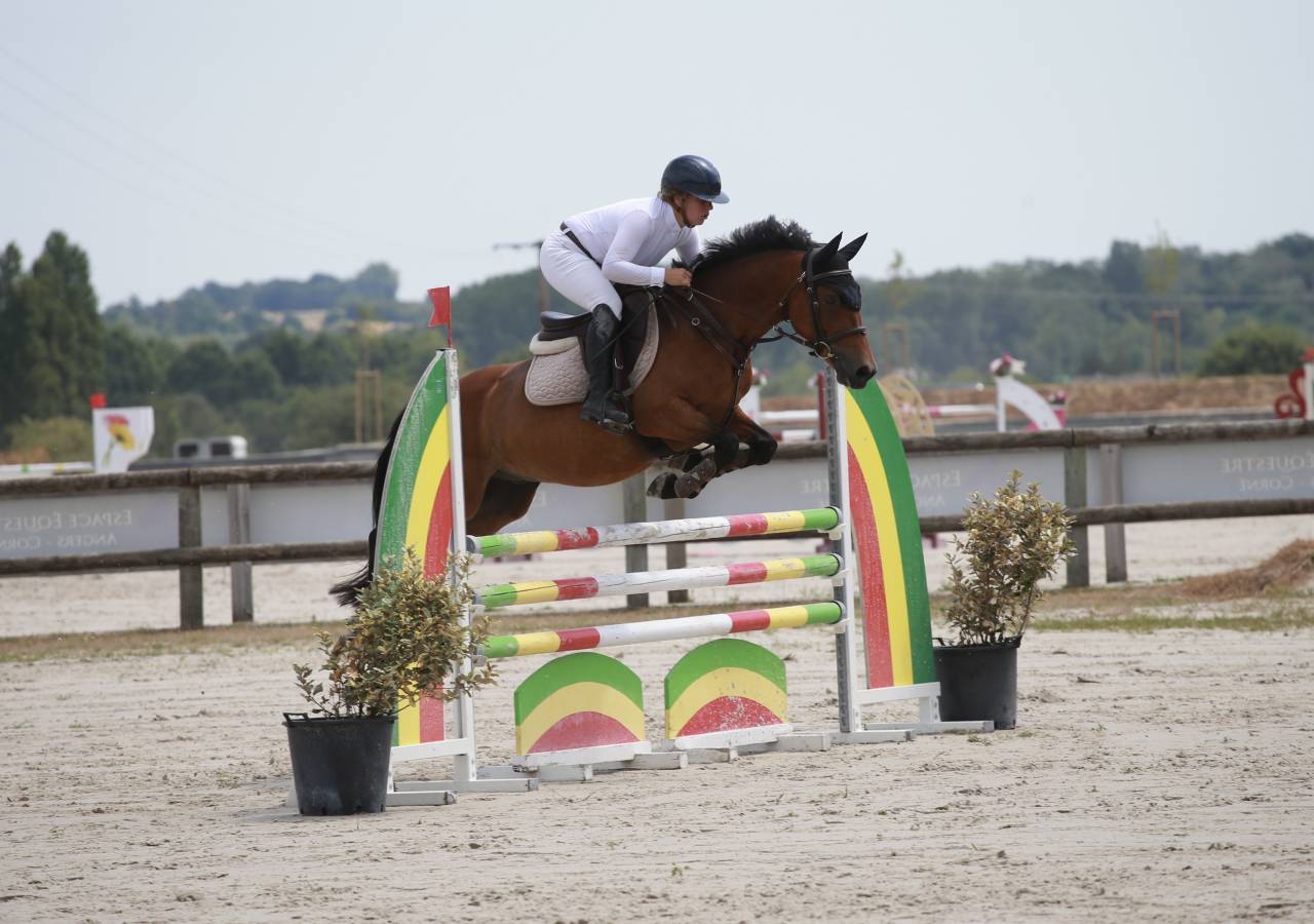 Gelding French Saddle Pony For sale 2019 Bay