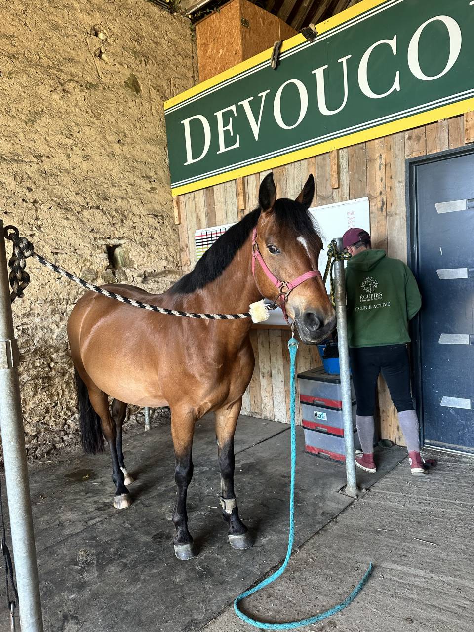 Gelding French Saddle Pony For sale 2019 Bay