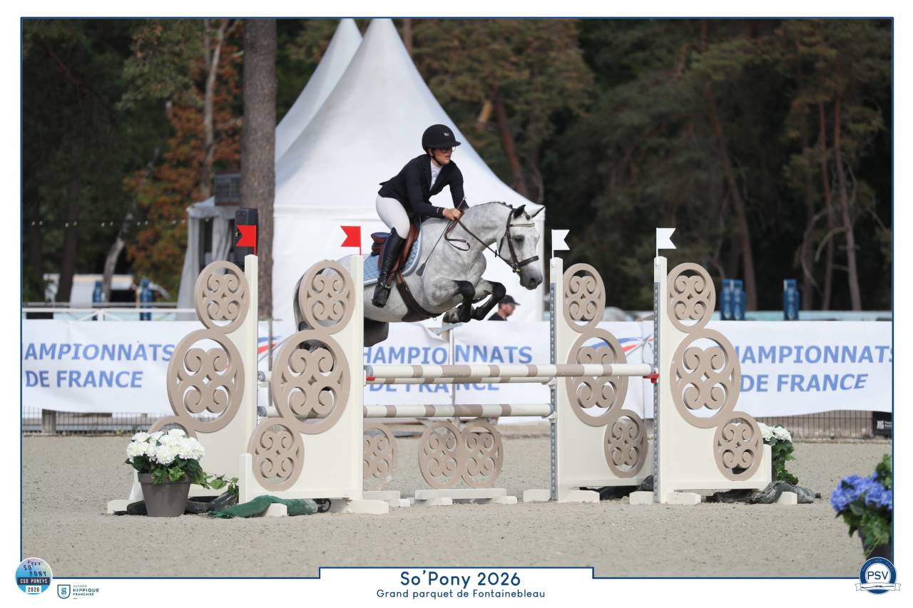 Gelding Connemara For sale 2021 Grey