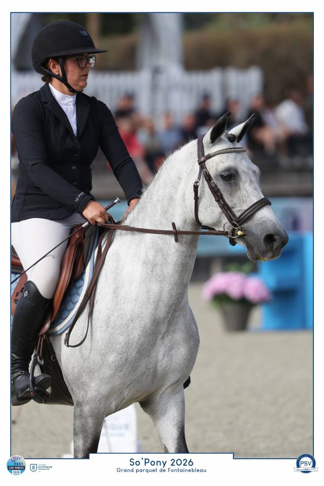 Gelding Connemara For sale 2021 Grey