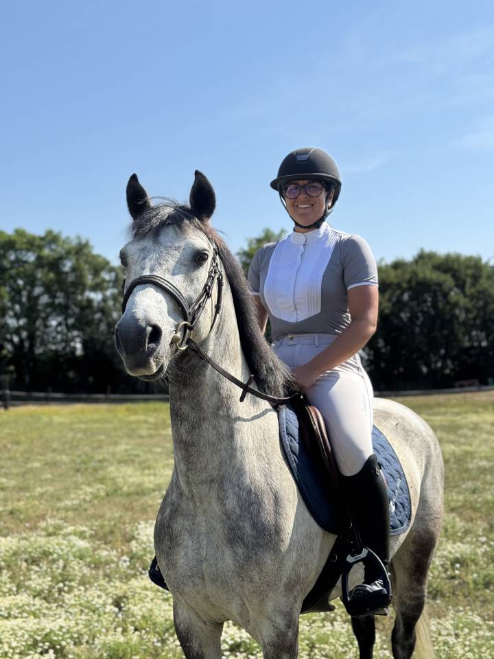 Gelding Connemara For sale 2021 Grey