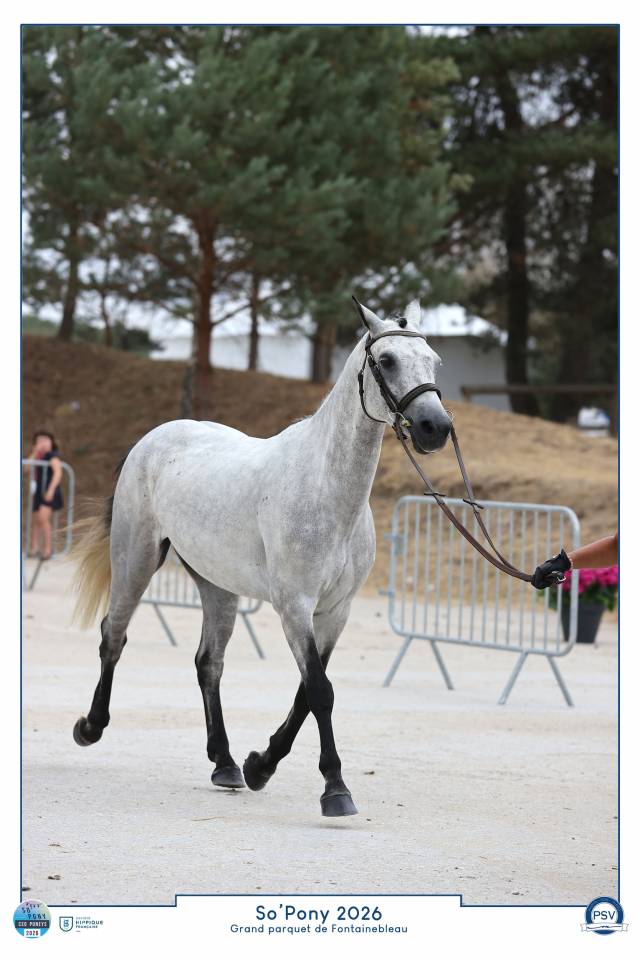 Gelding Connemara For sale 2021 Grey