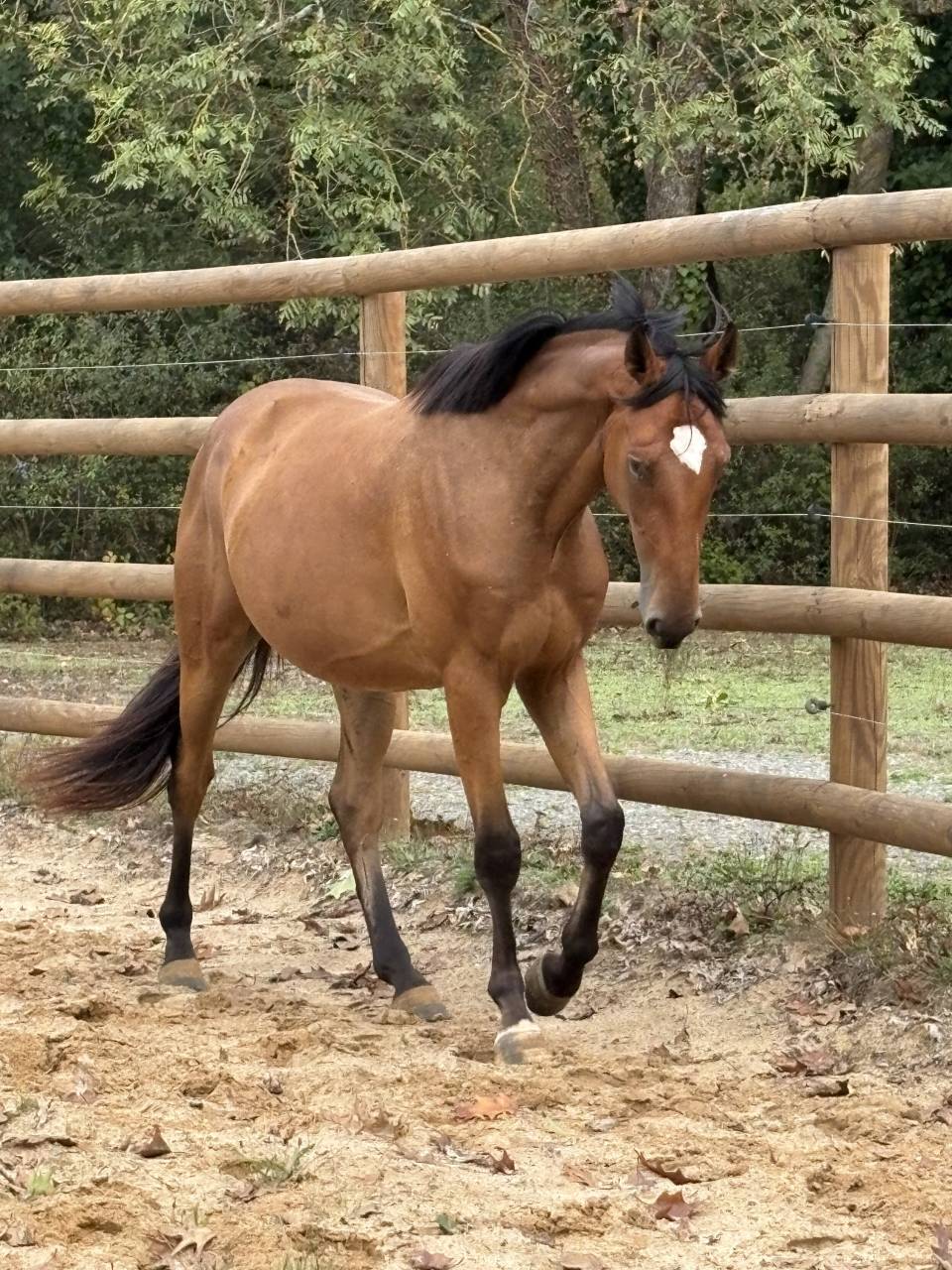 Gelding Saddle Horse For sale 2023 Bay