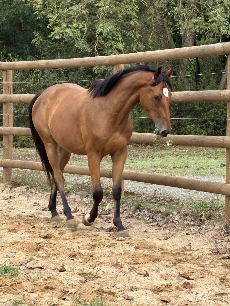 Gelding Saddle Horse For sale 2023 Bay