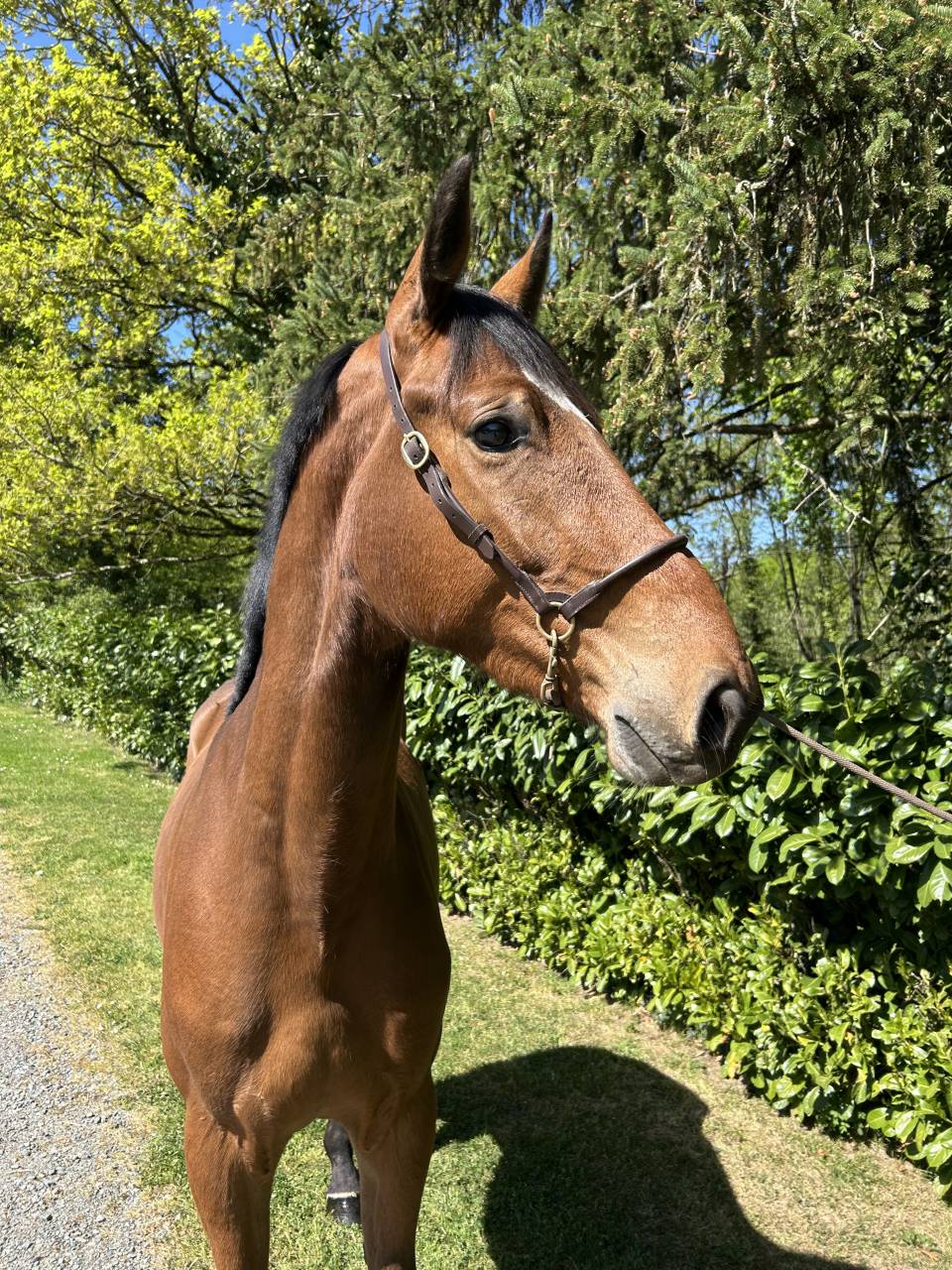 Gelding Saddle Horse For sale 2023 Bay