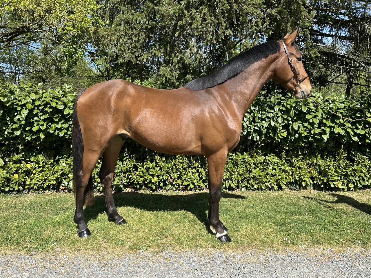 Gelding Saddle Horse For sale 2023 Bay