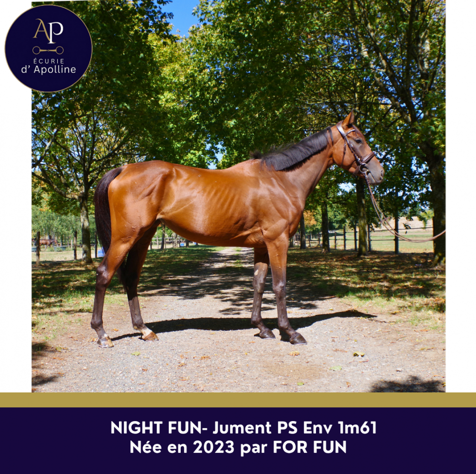 Mare Thoroughbred For sale 2023 Bay