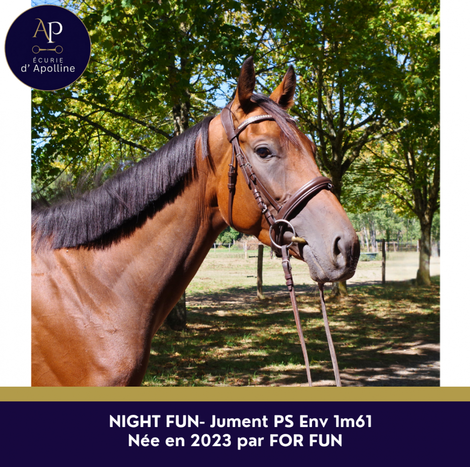 Mare Thoroughbred For sale 2023 Bay