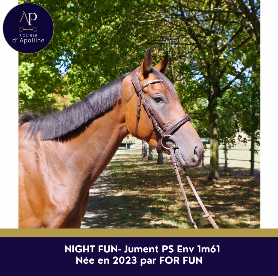 Mare Thoroughbred For sale 2023 Bay