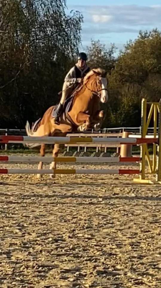 Gelding Origin Recorded For sale 2017 Chesnut