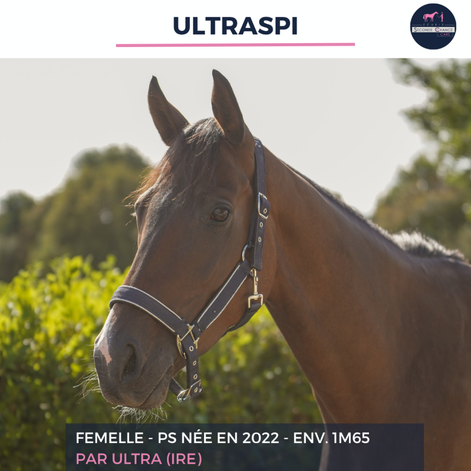 Mare Thoroughbred For sale 2022 Bay