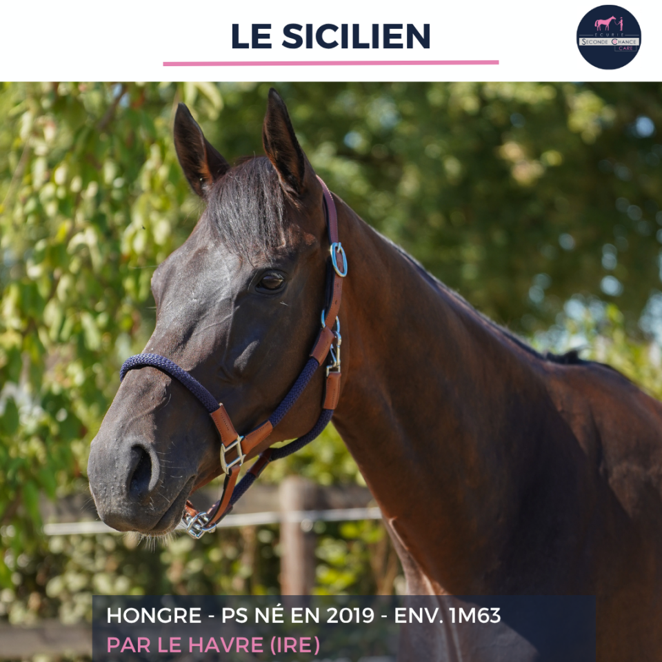 Gelding Thoroughbred For sale 2019 Bay