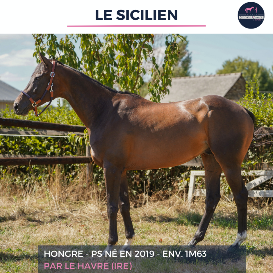 Gelding Thoroughbred For sale 2019 Bay