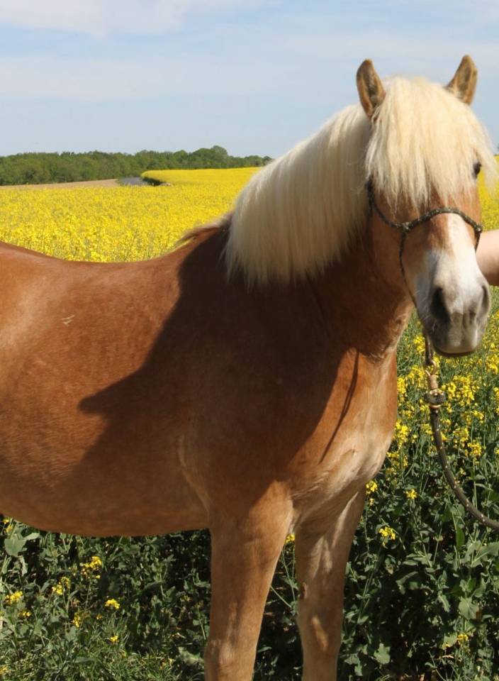 Gelding Haflinger For sale 2019 Silver dapple