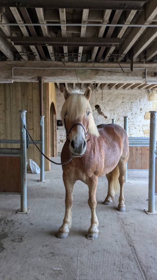 Gelding Haflinger For sale 2019 Silver dapple