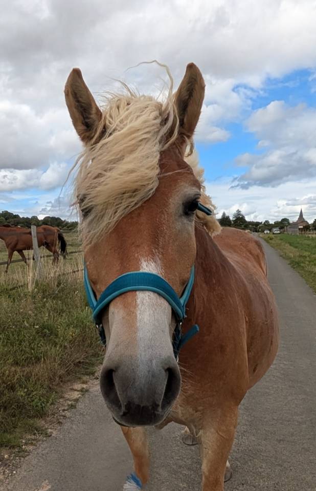 Gelding Haflinger For sale 2019 Silver dapple