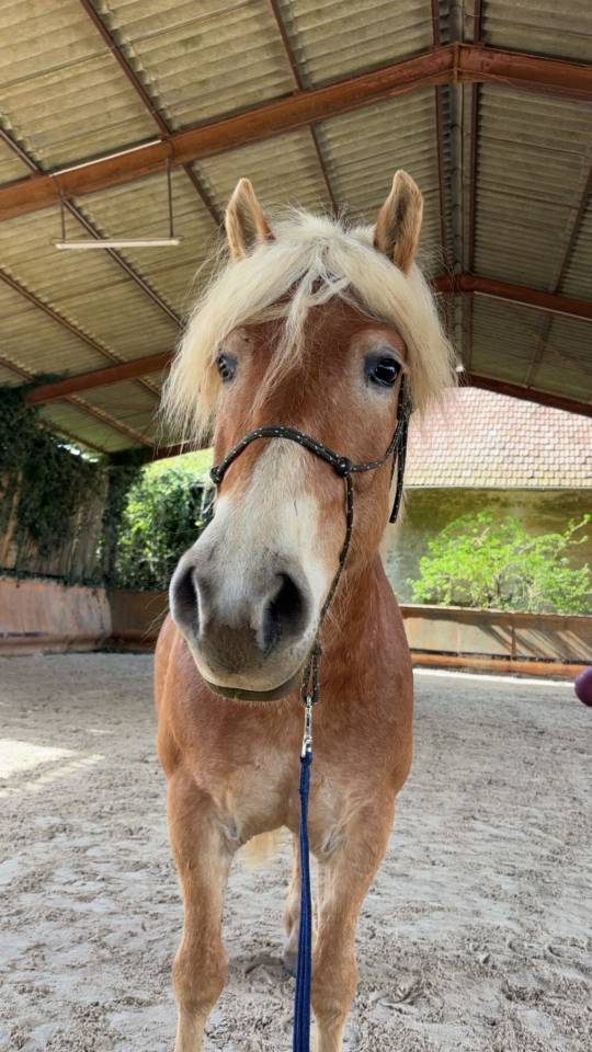 Gelding Haflinger For sale 2019 Silver dapple