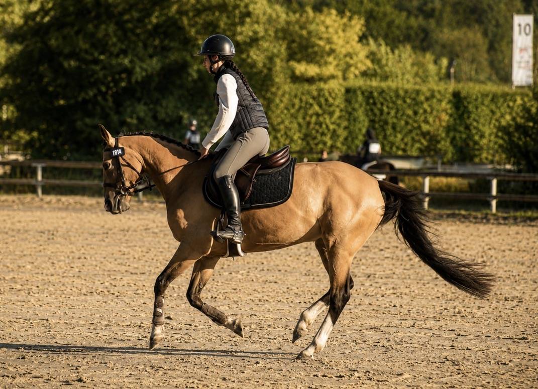 Mare Welsh Part Bred For sale 2018 Buckskin