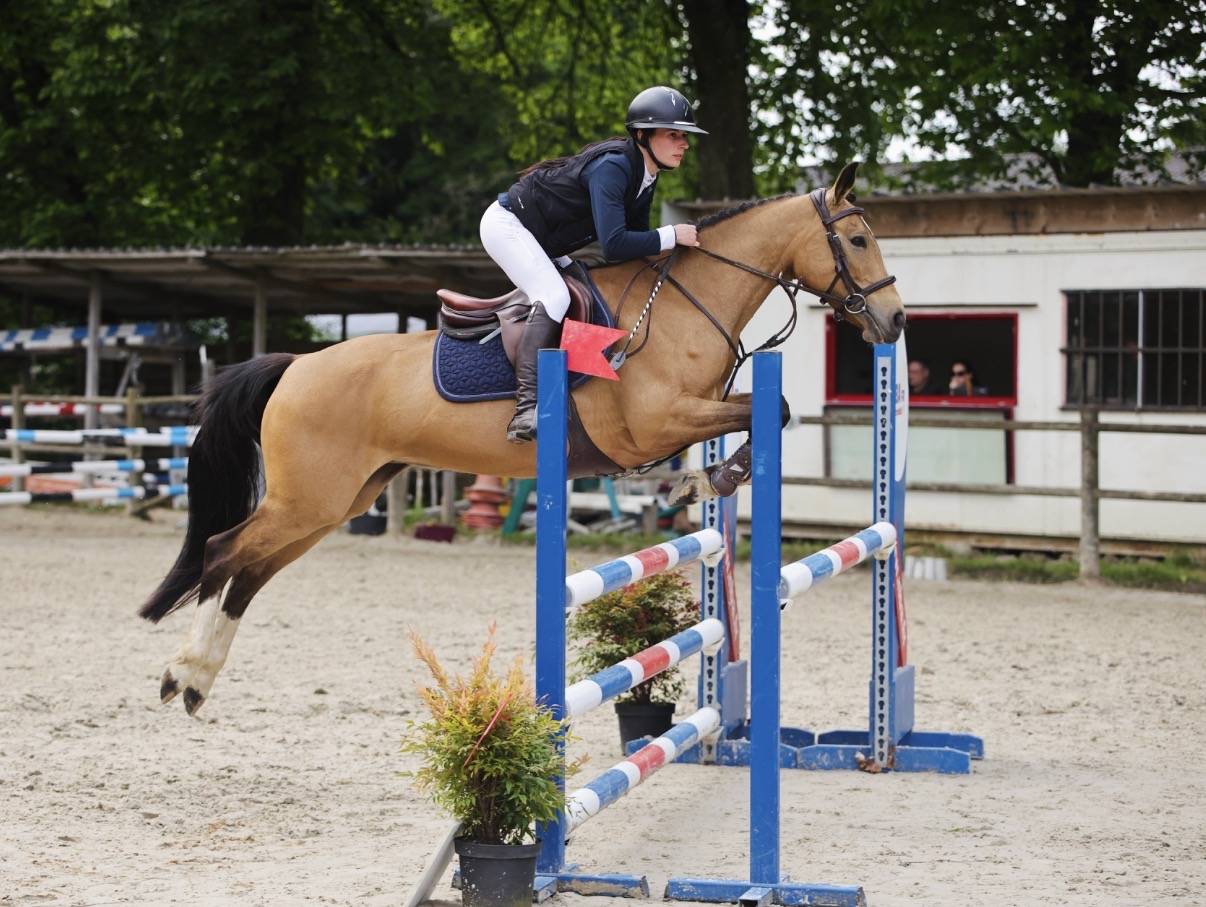 Mare Welsh Part Bred For sale 2018 Buckskin