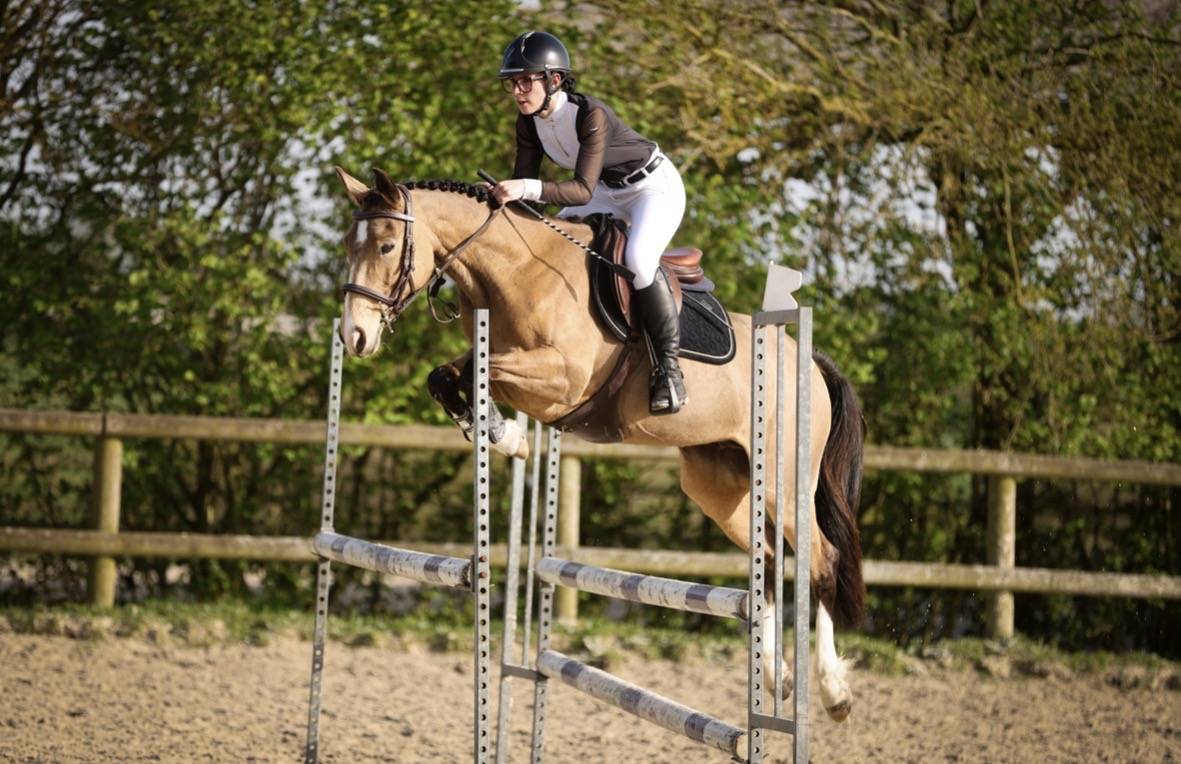 Mare Welsh Part Bred For sale 2018 Buckskin